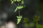 Spotted St. Johnswort